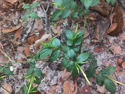 Image result for Jasminum streptopus