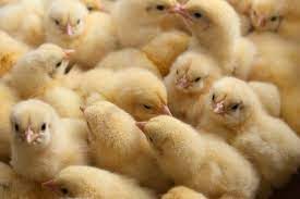 59 850 Baby Chicken Stock Photos Pictures Royalty Free Images Istock
