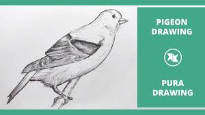 Finally, they decode the resulting allele combinations to draw the traits of a pigeon offspring. Mlspcart On Twitter How To Draw A Pigeon Bird Pigeon Drawing Step By Step Tutorial Puraa Bird Drawing Pigeon Bird Drawing Puraa à®ª à®± Https T Co Mono5utsi7 Https T Co Yz6apf5hwh