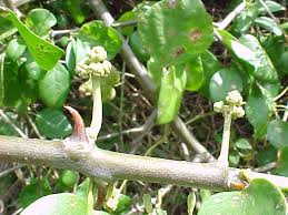 Image result for Pisonia aculeata