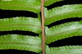 Image result for Nephrolepis