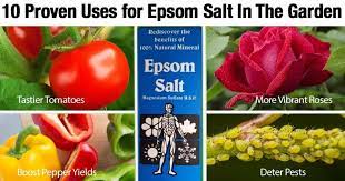 Jan 07, 2021 · epsom salt for plants increases magnesium levels if tests indicate your soil is lacking in magnesium, epsom salt can help rectify the problem. Epsom Salts In The Garden Transplant Fertilizer Good For Plants