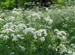 Queen Anne S Lace Ammi Majus Sew Seeds Spring Autumn Queen Annes Lace Queen Anne Cottage Garden