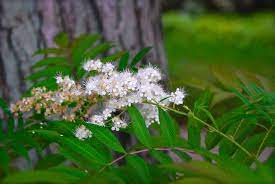 Containers For July Gardening Blog Spirea Flowers