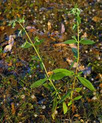 Image result for Trichodesma zeylanicum