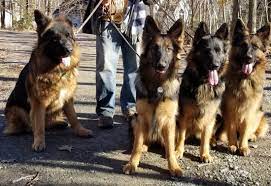 Common coat colors are blue or red merle, black, red, and tricolor, which includes a combination of colors with white or tan points. Geisterwolfe Shepherds Geisterwolfe Shepherds High Quality German Shepherd Breeder