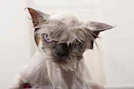Banyo Yapan 21 Islak Kedi Kedi9 Com