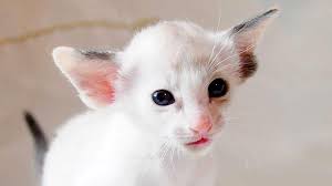 The american shorthair cat is known for its hunting ability. Oriental Price Personality Lifespan