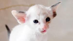 Description:cat, feline, cat baby, kitten, hair, oriental shorthair, cute, fur, charming, carnivores, animal devon rex pretty cats beautiful cats short hair cat breeds i love cats cool cats siamese cats cats. Oriental Price Personality Lifespan