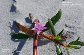 Image result for Sesuvium portulacastrum