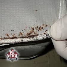 Image result for bed bugs droppings