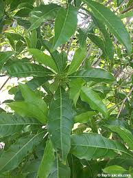 Image result for Pouteria altissima