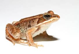 5 Curiosas Supersticiones Sobre Animales National Geographic En Espanol
