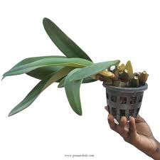 Image result for Bulbophyllum prorepens