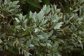 Image result for Phyllocladus trichomanoides