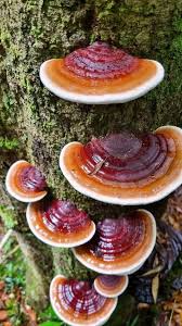 Image result for Phellinus rimosus