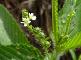 Image result for Caperonia