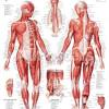 Anatomytools.com provides highly detailed male and female anatomical reference models, artist busts, instructional dvds, armatures and workshops used by fx artists, 3d artists, medical professionals and sculptors. 1