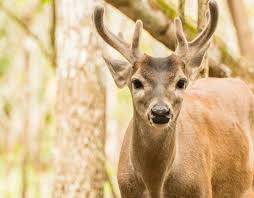 White tailed deer coloring page to color, print and download for free along with bunch of favorite deer coloring page for kids. Yucatan White Tailed Deer Coloring Page Rainforest Alliance