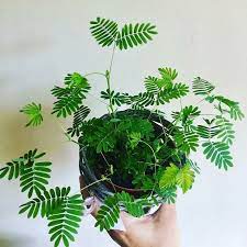 Super angebote für mimosa fell hier im preisvergleich. Mimosa Pudica Indoor Plants World Guide Tomimosa Pudica World Guide To Indoor Plants Plants Mimosa Plant House Plants