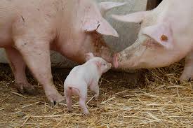 Some of them are backyards where pigs are reared outside in a fenced area. Cost Reduction Technology On Backyard Swine Production