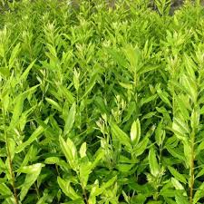 Image result for Myrica salicifolia