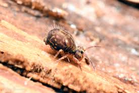 Image result for Dicoma arenaria