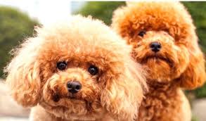 Toy Poodle Ozellikleri Ve Bakimi