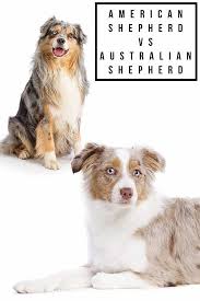 The miniature american shepherd, frequently abbreviated mas, is a small herding dog breed. American Shepherd Vs Australian Shepherd Go Little Or Go Large American Shepherd Australian Shepherd Miniature American Shepherd