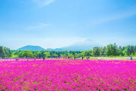 Japan S Fuji Shibazakura Festival 2017