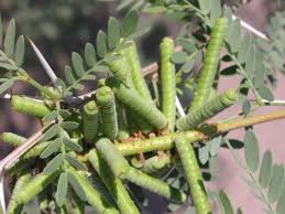 Image result for Gymnosporia pubescens