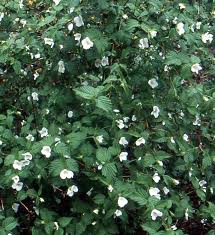 Image result for Rhodopentas