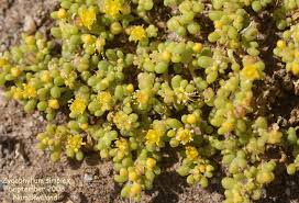 Image result for Zygophyllum simplex