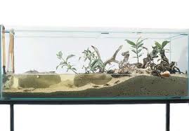 Fiddler Crab Set Up Fiddler Crab Fishing Tank Aquarium Fish Tank