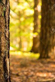 Find images of tree background. Background With A Blurred Forest In The Foreground With A Tree Trunk Stock Photo Picture And Royalty Free Image Image 128434230