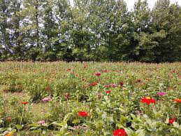 Are you open tomorrow for pick your own flowers? Pick Your Own Flowers In Surry Surry County Virginia Facebook