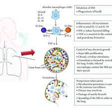 Terabyte (tb), a unit of information (often measuring storage capacity). Pathogenesis Of Tuberculosis Tb Pathogenesis Can Be Divided In Four Download Scientific Diagram