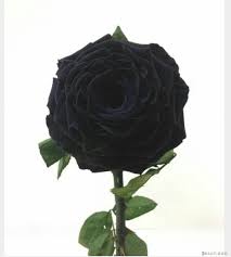 صور ورد اسود ٢٠١٩ مجموعة من الورود السوداء ٢٠١٩ Om Dahab