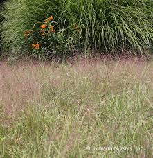 Image result for Eragrostis volkensii