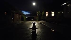 Why Do Dogs Howl At The Moon Dogtime