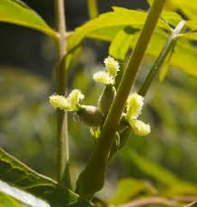 Image result for Juglans