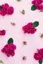Rose Background By Ruth Black Flower Phone Wallpaper Flower Background Wallpaper Rose Wallpaper
