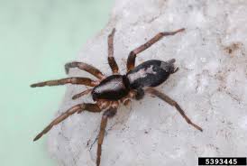 Black And White Jumping Spider Texas The Spider Species Herpyllus Ecclesiasticus Is Commonly Called The Eastern Parson Spider After The Abdominal Mark Spider Species Spider Identification Species