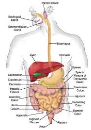 Digestive Tract Health Human Digestive System Digestive System Anatomy Digestive System Diagram
