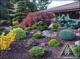 Companion planting is all about creating plant communities which have mutual benefits to each other. Colorful Conifers Iseli Nursery