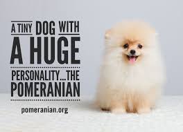 Pomeranian Pomeraniandog Pomeranianmemes Pomeranianpuppy