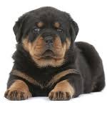 Potty training your rottweiler puppy? Free Puppy Training Tips A Love Of Rottweilers