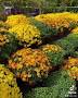 Video for Four Seasons Flower Market