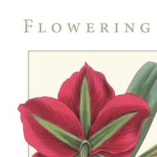 Image result for Amaryllidaceae