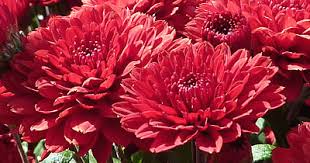 Chrysantheme Winteraster Chrysanthemum X Grandiflorum